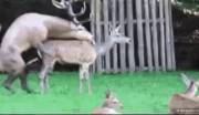 Oh deer...