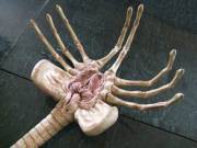 In time for the new movie... The facehugger