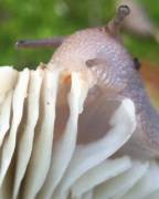 Snail eating a mushroom.