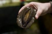 This Juicy Abalone