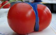 Sexiest Tomato EVER!