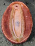 Underside of a Chiton
