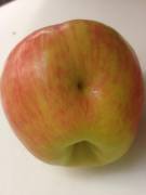 this honeycrisp apple