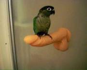 Bird sitting on suction dido in bathroom.
