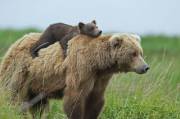 Cute cub riding big strong bear.