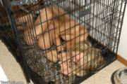 Serena Always Sleeps Chained &amp; Nude In Her Crate, Ready For Her Holes To Be Used At Any Time.