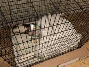 My puppy side knows I'm being crate trained. My little side gets too cozy in my new "fort" to hear the padlocks click after Daddy kisses me goodnight.