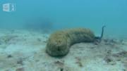This eel hiding inside a sea cucumber.