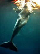 Beluga "Mermaid"