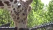 Giraffe: Practice makes perfect (xpost from r/animalsbeingderps )