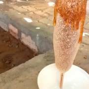 Slicing into honey wax on a stick [x-post /r/trypophobia]