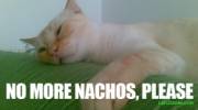 no more nachos for the cat, please.