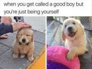 I'm pretty sure this applies to us, guys (xpost from /r/woof_irl)
