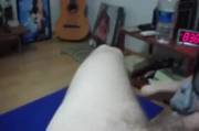 Sucking a long white cock in his bedroom