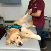 Great pair helping a dog with physical therapy