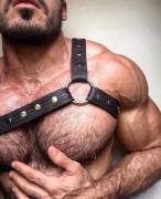 Pedro Augusto (@Pedrao_Gyn) in a leather harness