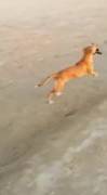 Dogs are best friends. The dog stole cowards on the beach at the blonde! Very funny. Does not give back [gif]