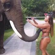 Horny elephant encounters happy embarrassed girl [gif]
