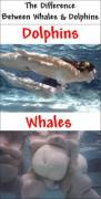 I googled the difference between dolphins and whales... Was not disappointed
