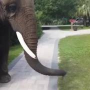 Tourist regrets elephant tour