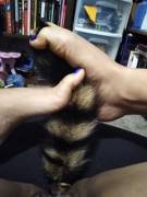 Raccoon tail and toes