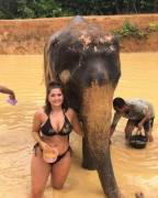 Washing the elephants