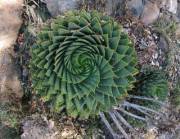[F]ibonacci Spiral