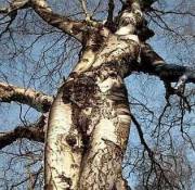 Tree with sexy body