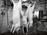 Had pork - photograph by Yvonne Salzmann