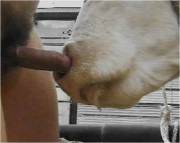 Dick in a cow's nose