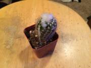 [Proof] Cum on a cactus