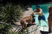 Doggy Swim Class!