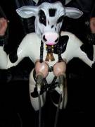 Hucow Petra is milked in her latex cowsuit and mask