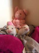 Aren't these little piggies just the cutest!? 
