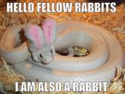 I am also a rabbit!