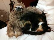 Little Sloth loves my kitty!