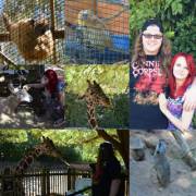 ZOO PICTURES!!! I petted a sheep and he fed a giraffe!