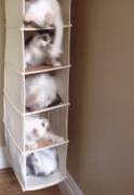 It's a kitty tower! [=
