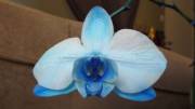 My last orchid bloom :) big HD pic