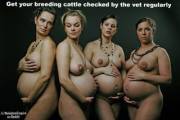 Breeding cattle are fragile and need more care and attention than other female cattle