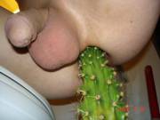 Another Cactus, this time up a guys butt- we aren't sexist here, all genders are fair game. 