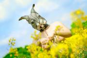 rabbit masked girl in a canola field