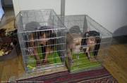 Petgirls in kennels