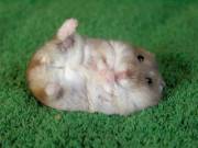This sub is now about posting cute whore hamsters. POST CUTE WHORE HAMSTERS!
