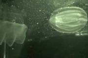 Comb jelly nomming