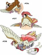 [M/F] [Coed] A trainer's Pidgey, at all evolved forms.