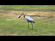 Heron Swallows a Gopher in one gulp [real]