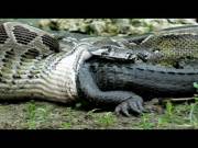 Python devours alligator alive [RL] [Video] [Head first] [Filmed by Ojatro]