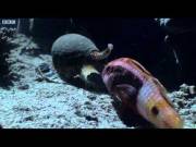 Cone snail swallows a live fish