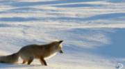 Eager Red Fox buries herself in it.